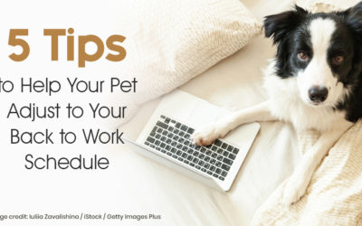 5 Tips to Help Your Pet Adjust to Your Back to Work Schedule