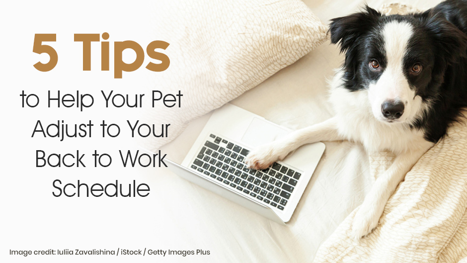 should you bring your dog to work