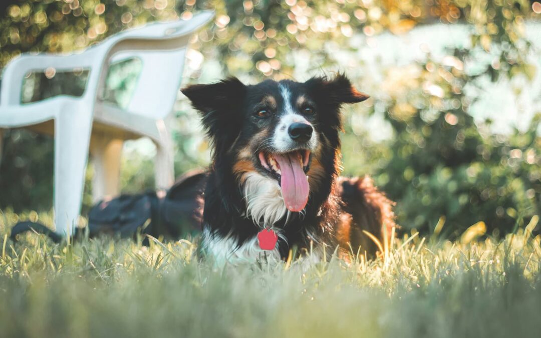 Don’t Let Summer Stress Out Your Pet