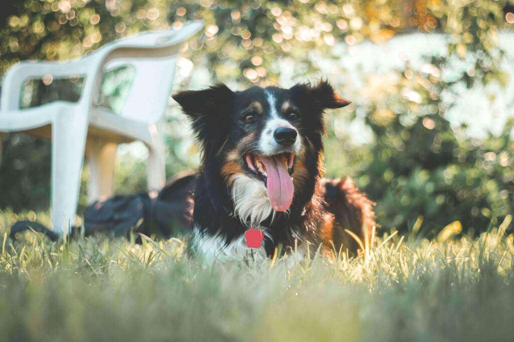 Don’t Let Summer Stress Out Your Pet: Common Seasonal Triggers and How to Help