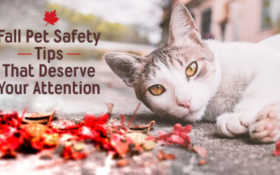 Fall Pet Safety Prevention that Deserves Your Attention