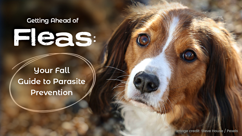 Getting Ahead of Fleas: Your Fall Guide to Parasite Prevention