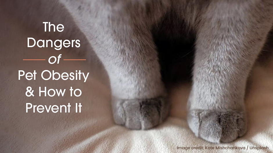 The Dangers of Pet Obesity & How to Prevent It