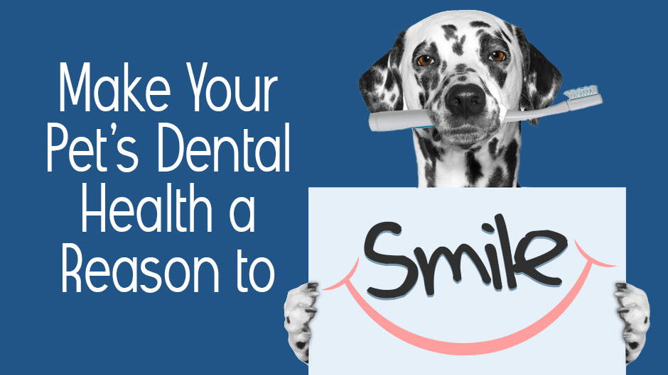 Make Your Pet’s Dental Health a Reason to Smile - Hometown Veterinary