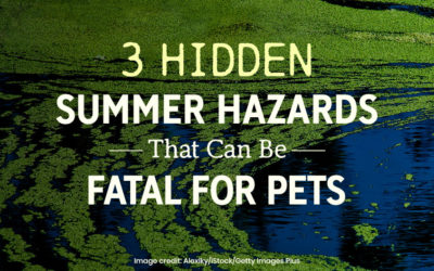 3 Hidden Summer Hazards That Can Be Fatal for Pets
