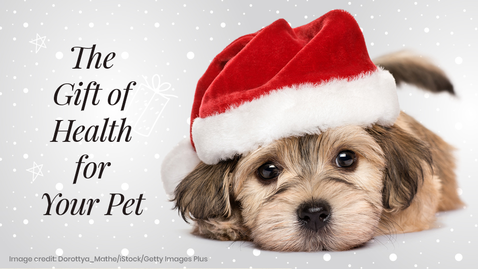 The Gift of Health for Your Pet