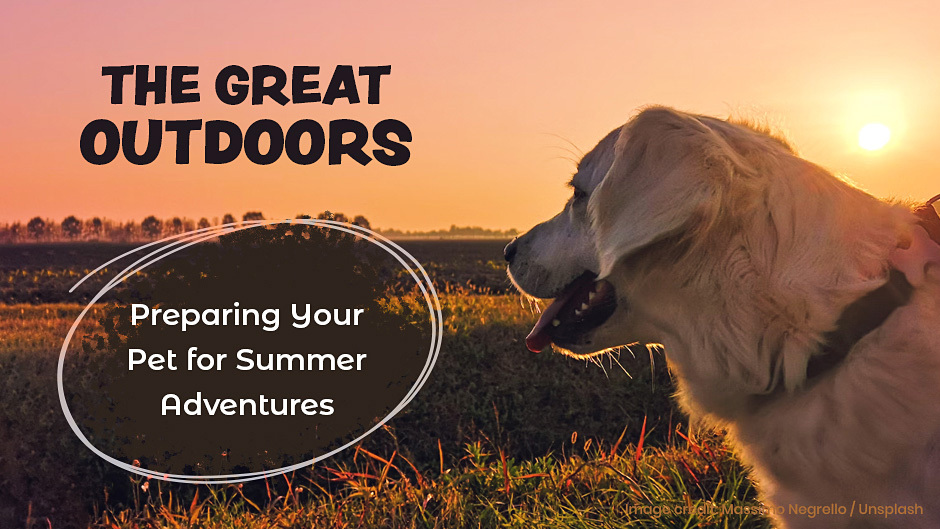 The Great Outdoors – Preparing Your Pet for Summer Advetures